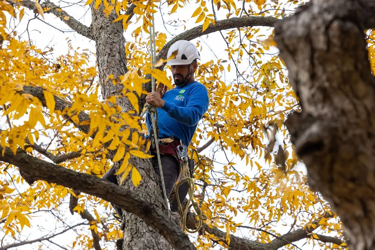 Skilled Tree Planting crew working in Springvale